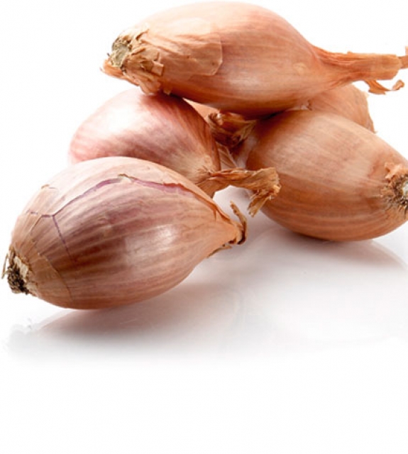 shallot 